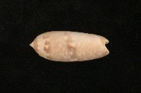 藏品(蠟燭榧螺)的圖片